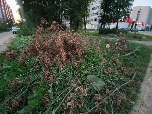 Спиленные на перекрестке Тимирязева и Гагарина продолжают лежать